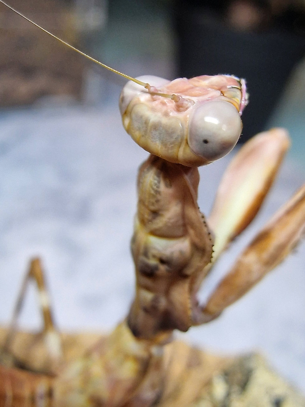 Pnigomantis Medioconstricta - Indonesian Double Shield Mantis