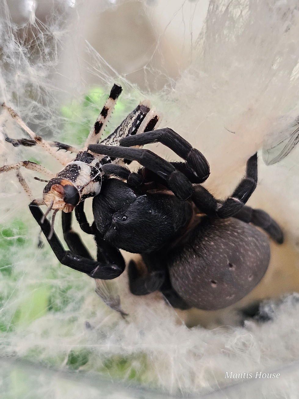 Thumbnail: Gandanameno Sp  - Velvet Spider