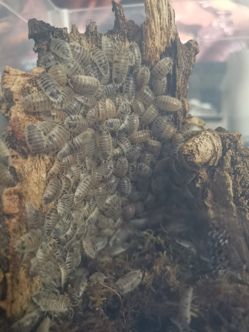 Thumbnail: Porcellio Laevis 'Dairy Cow'