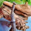 Thumbnail: Popa Spurca - African Twig Mantis