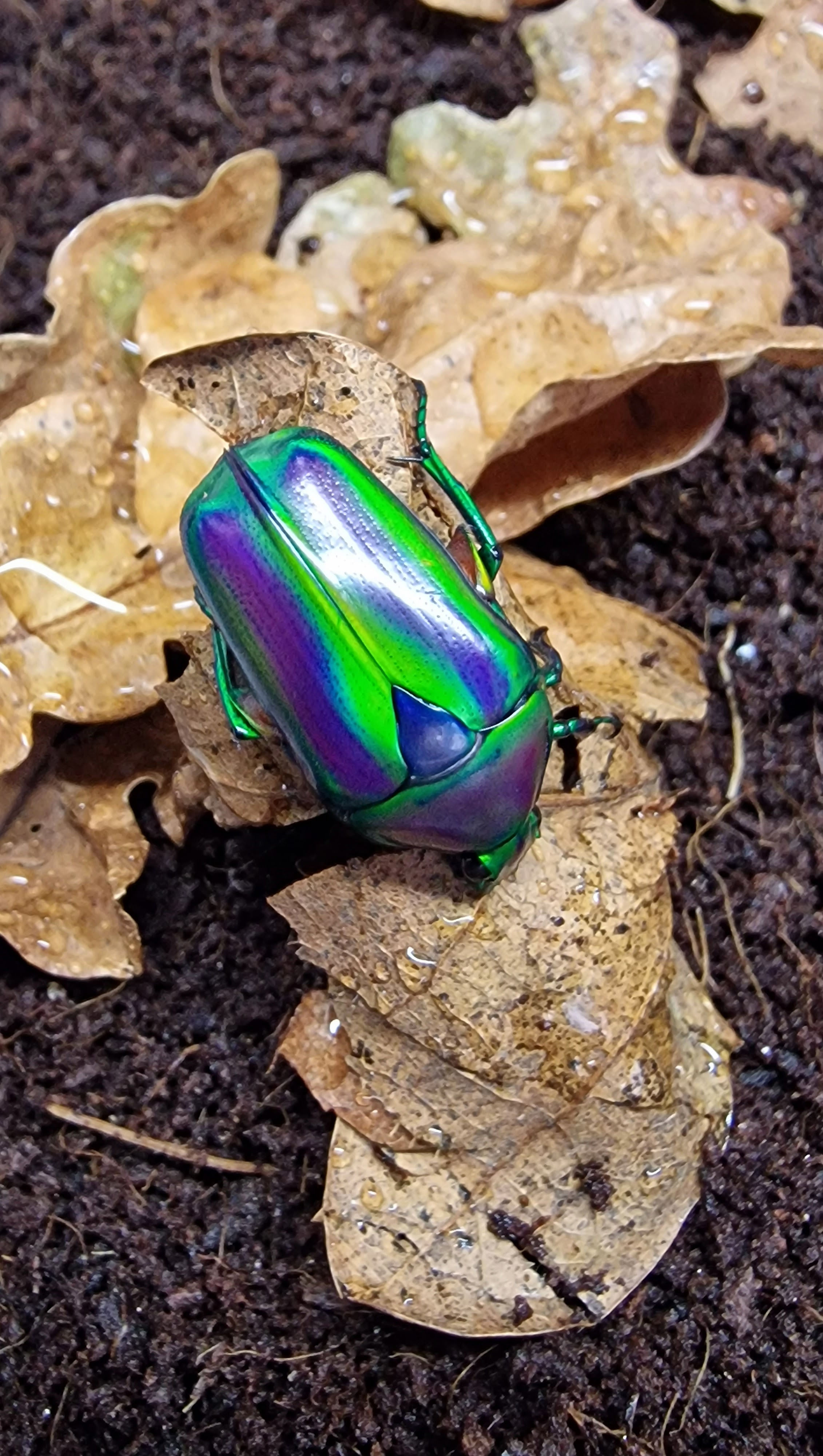 Tmesorrhina cf. alpestris bafutensis