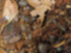 Thumbnail: Armadillidium Granulatum