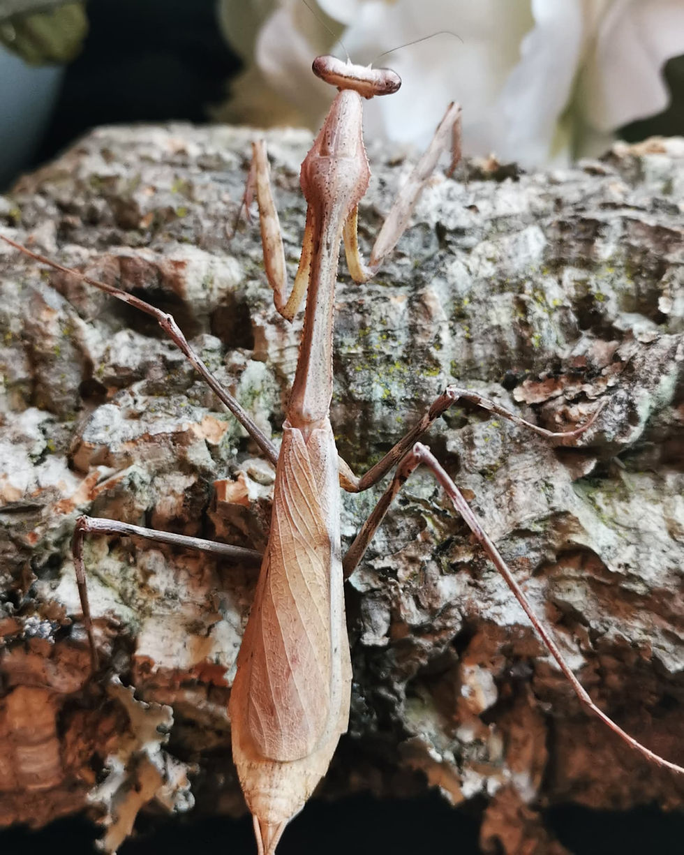 Thumbnail: Pseudempusa Pinnapavonis - Peacock Mantis