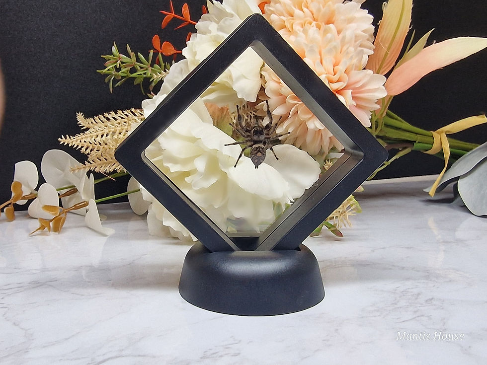 Thumbnail: Taxidermy at Home