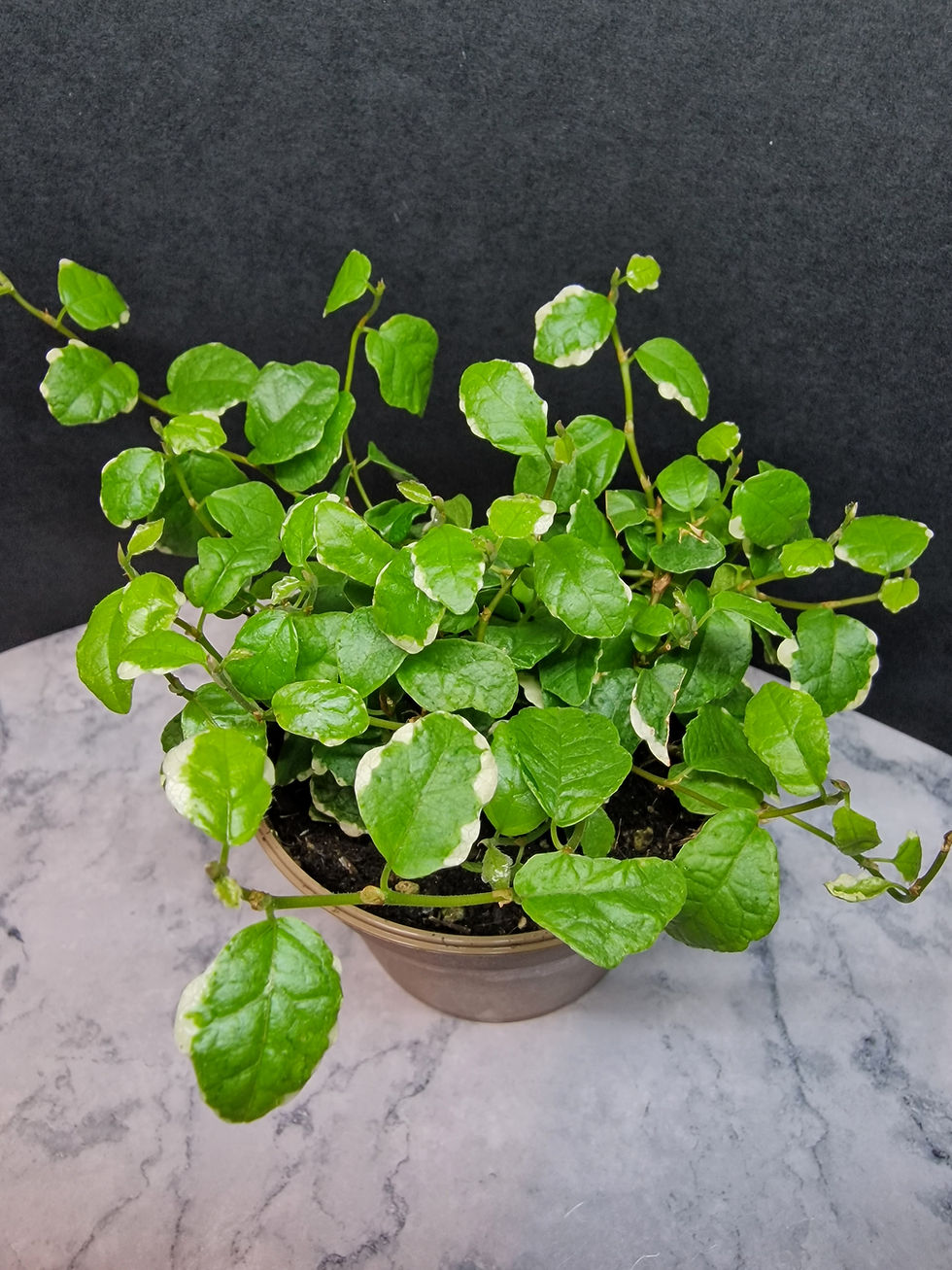 Thumbnail: Ficus - White Sunny