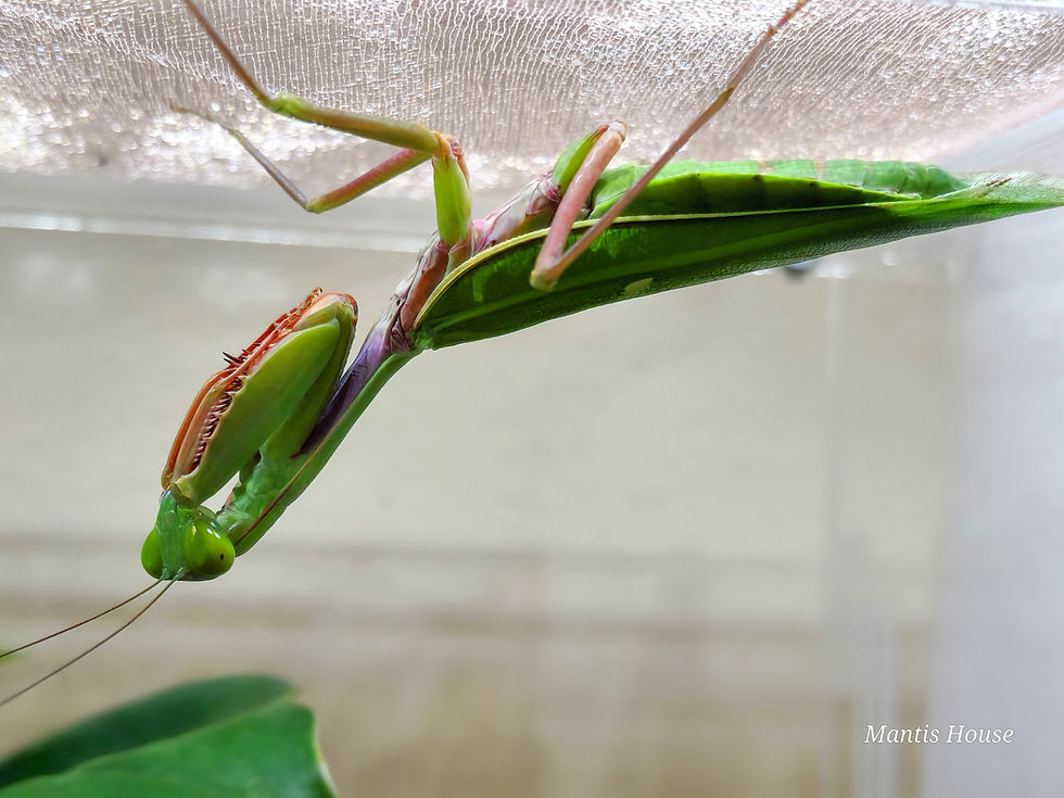 Hierodula Majuscula - Giant Rainforest Mantis