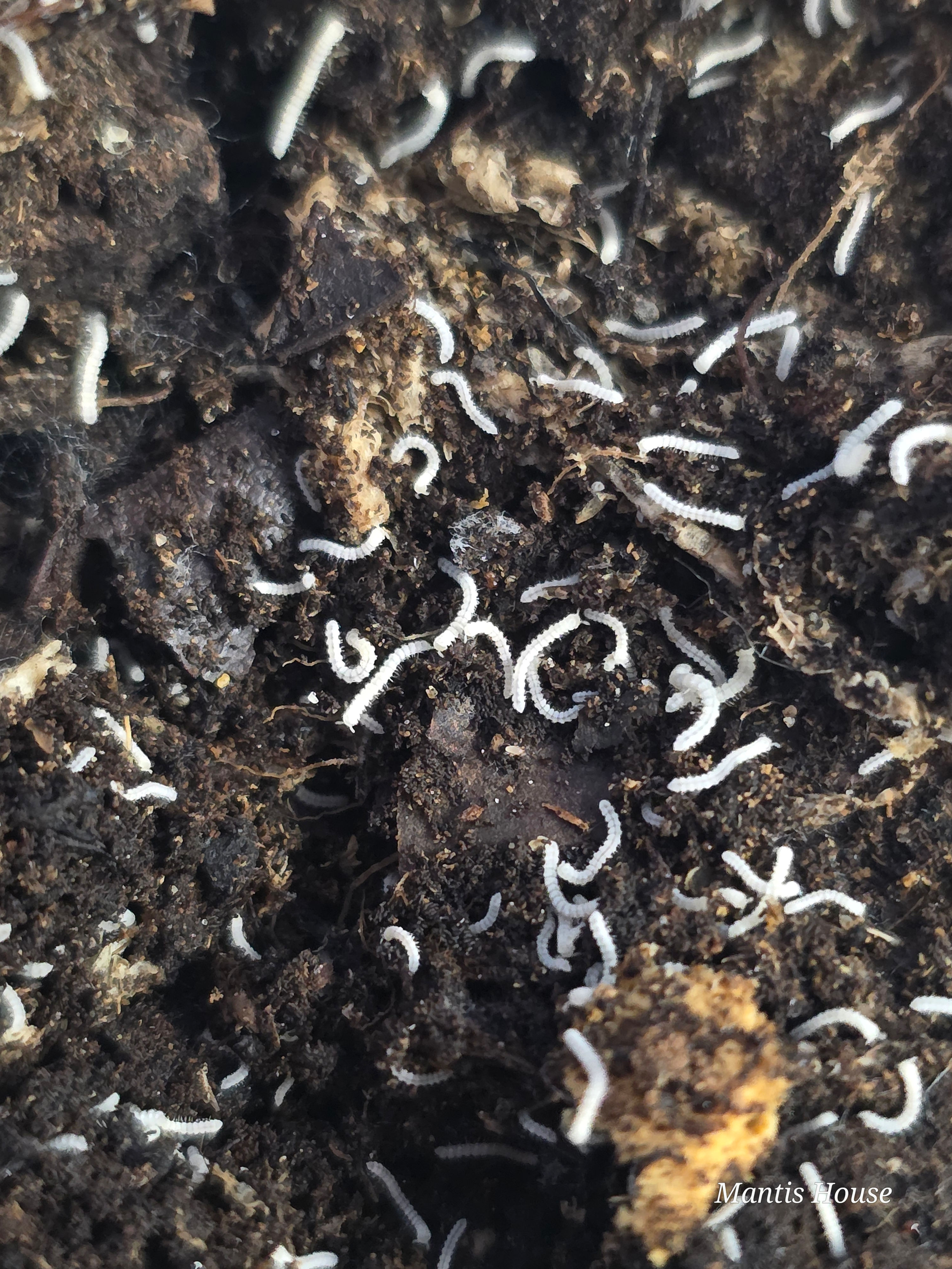 Polydesmus Sp 'Tiny' Millipede