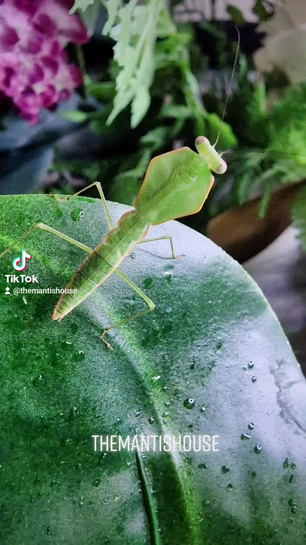 Thumbnail: Choeradodis Stalli - Tropical Shield Mantis - Hooded Mantis