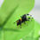Thumbnail: Isla Juventud Jumping Spider Lucky Dip!