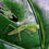 Thumbnail: Choeradodis Stalli - Tropical Shield Mantis - Hooded Mantis