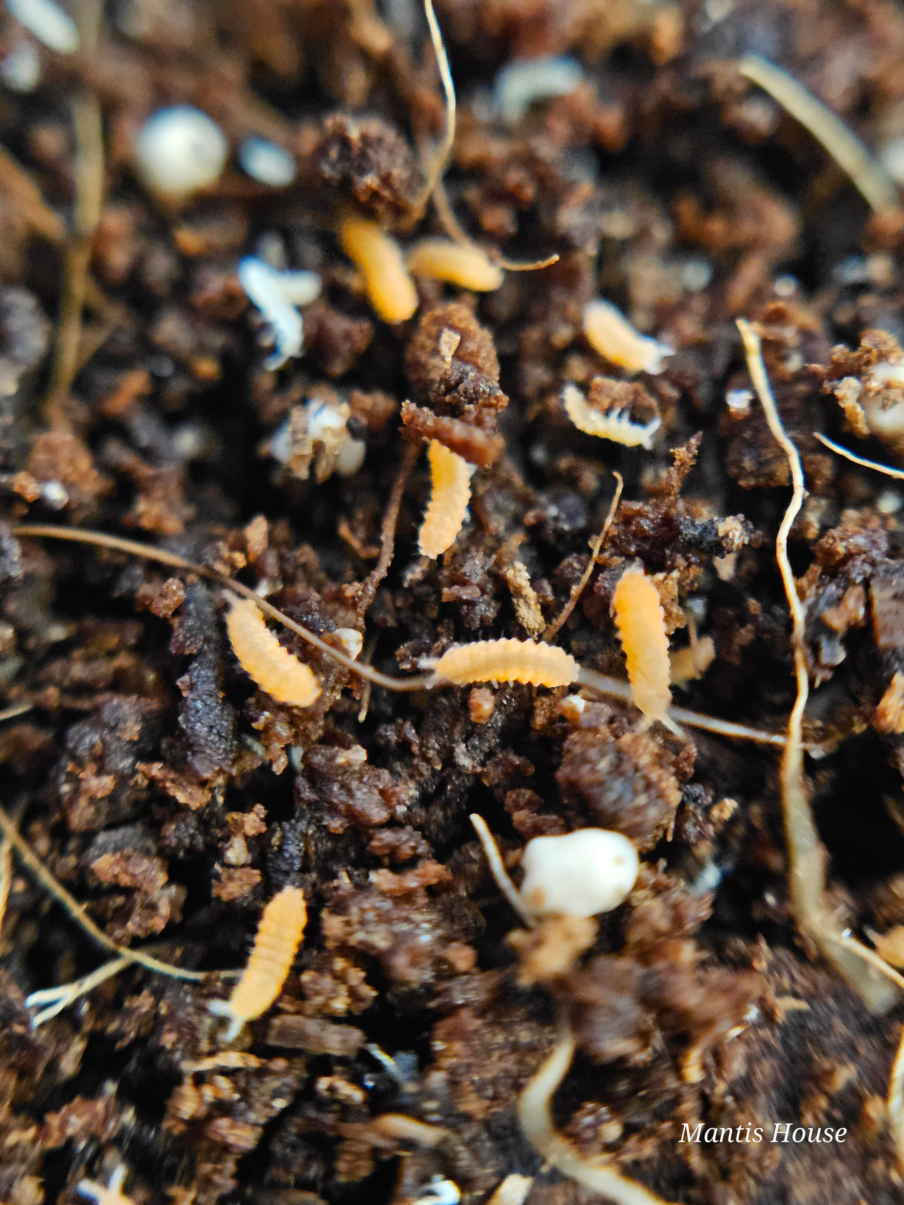 Orange Springtails 'Yuukianura Aphoruroides' Culture