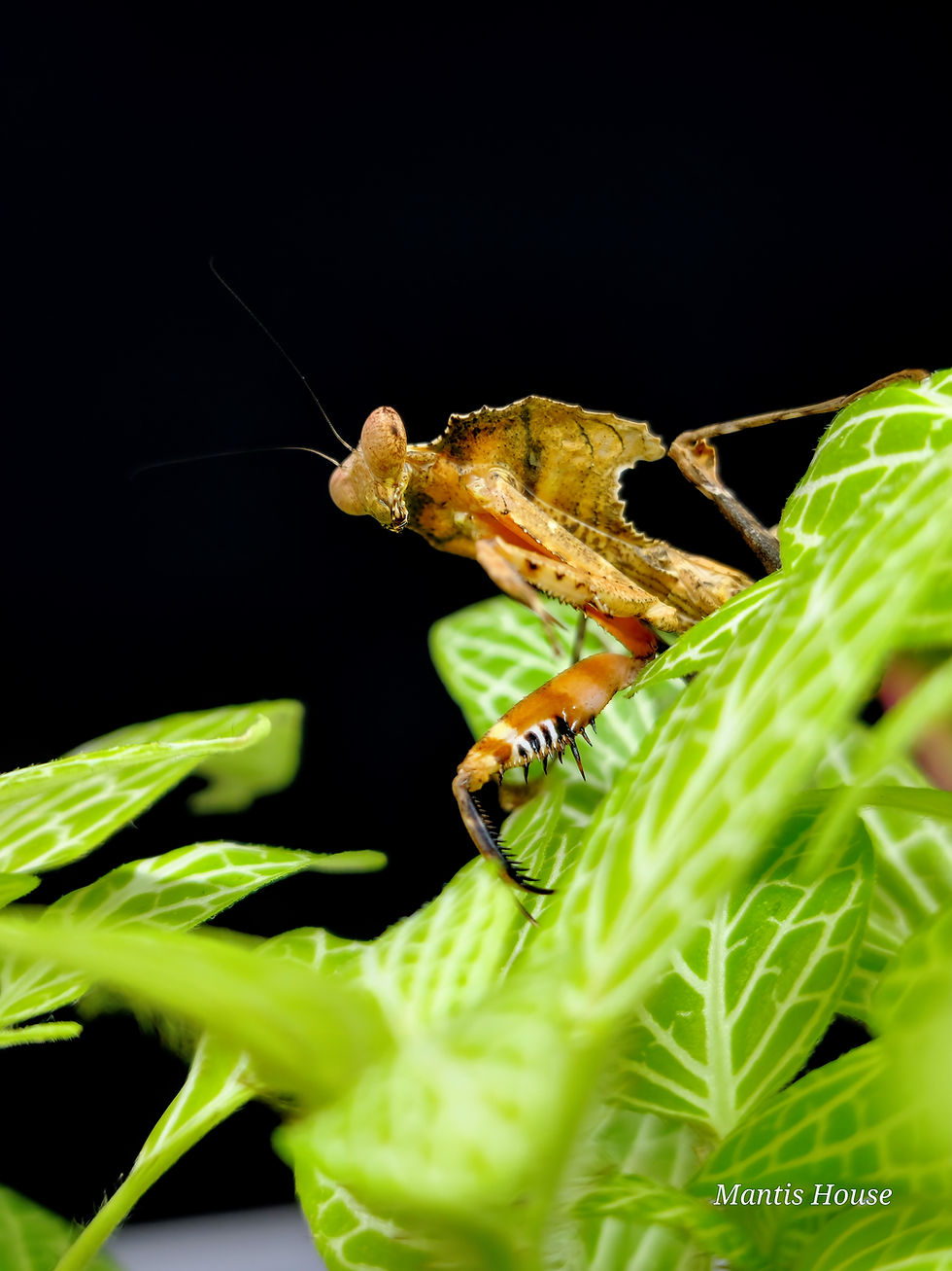 Thumbnail: Deroplatys Desiccata - Giant Dead Leaf Mantis