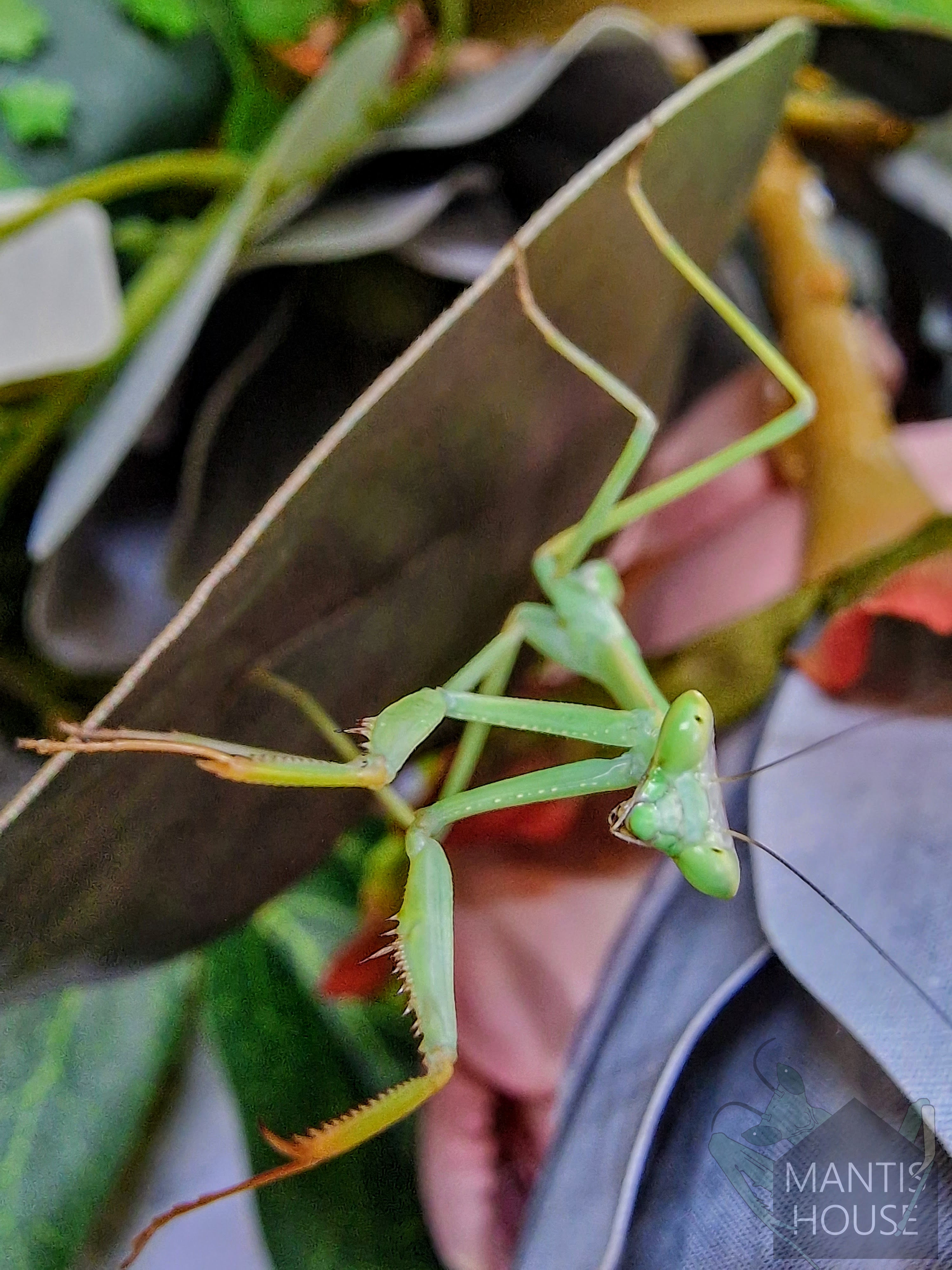 Oxyopsis Peruviana - Peruvian Leaf Mantis