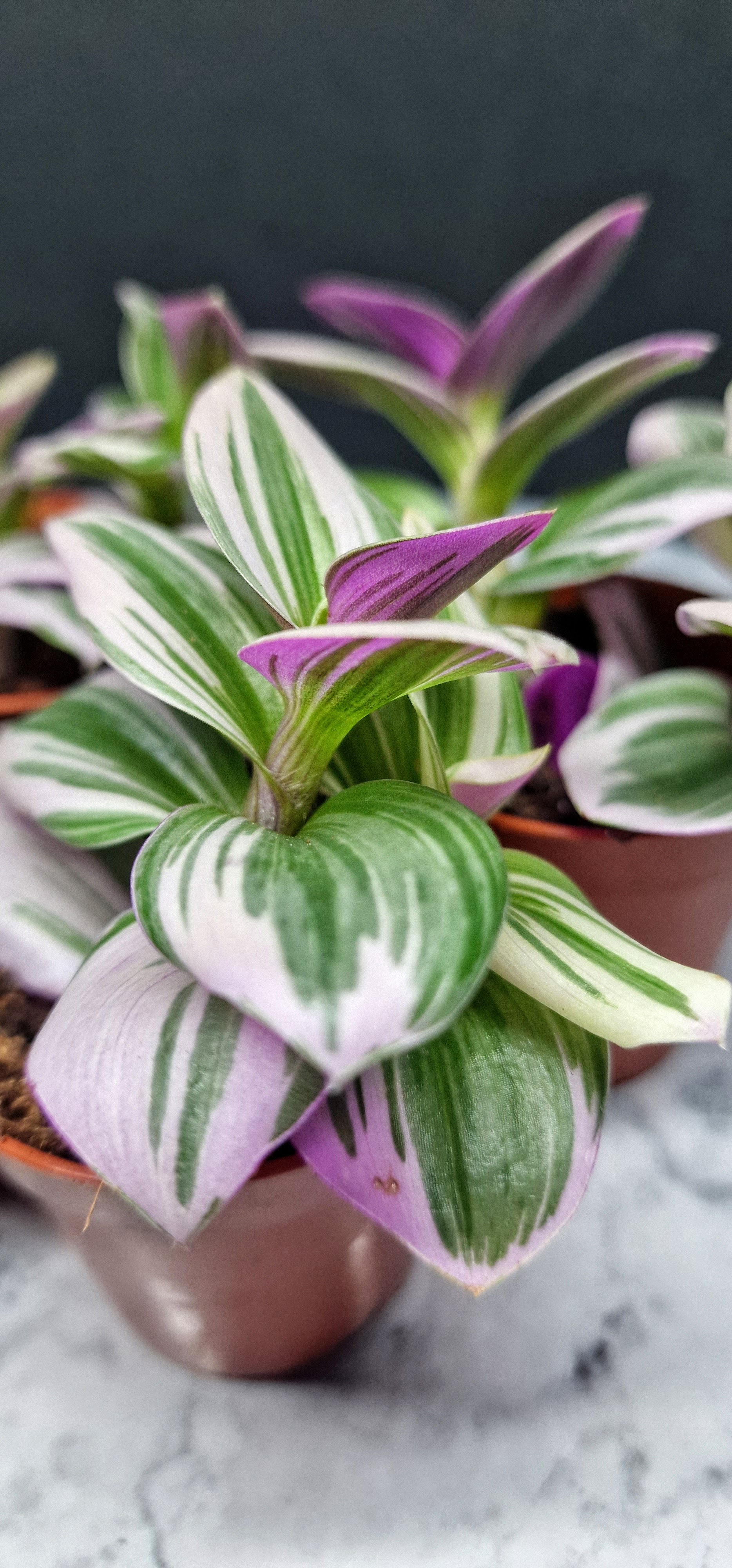 Tradescantia Nanouk Mini