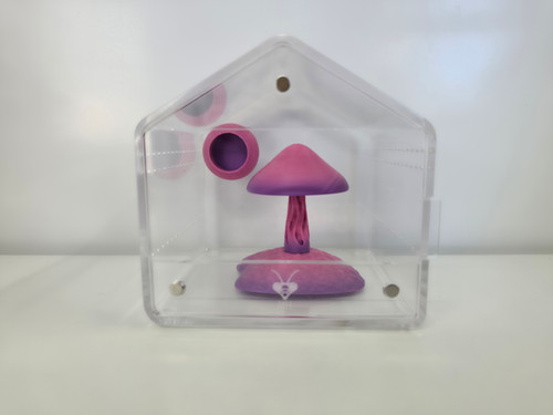 Jumping Spider Starter Kit with Spider | Mantis House