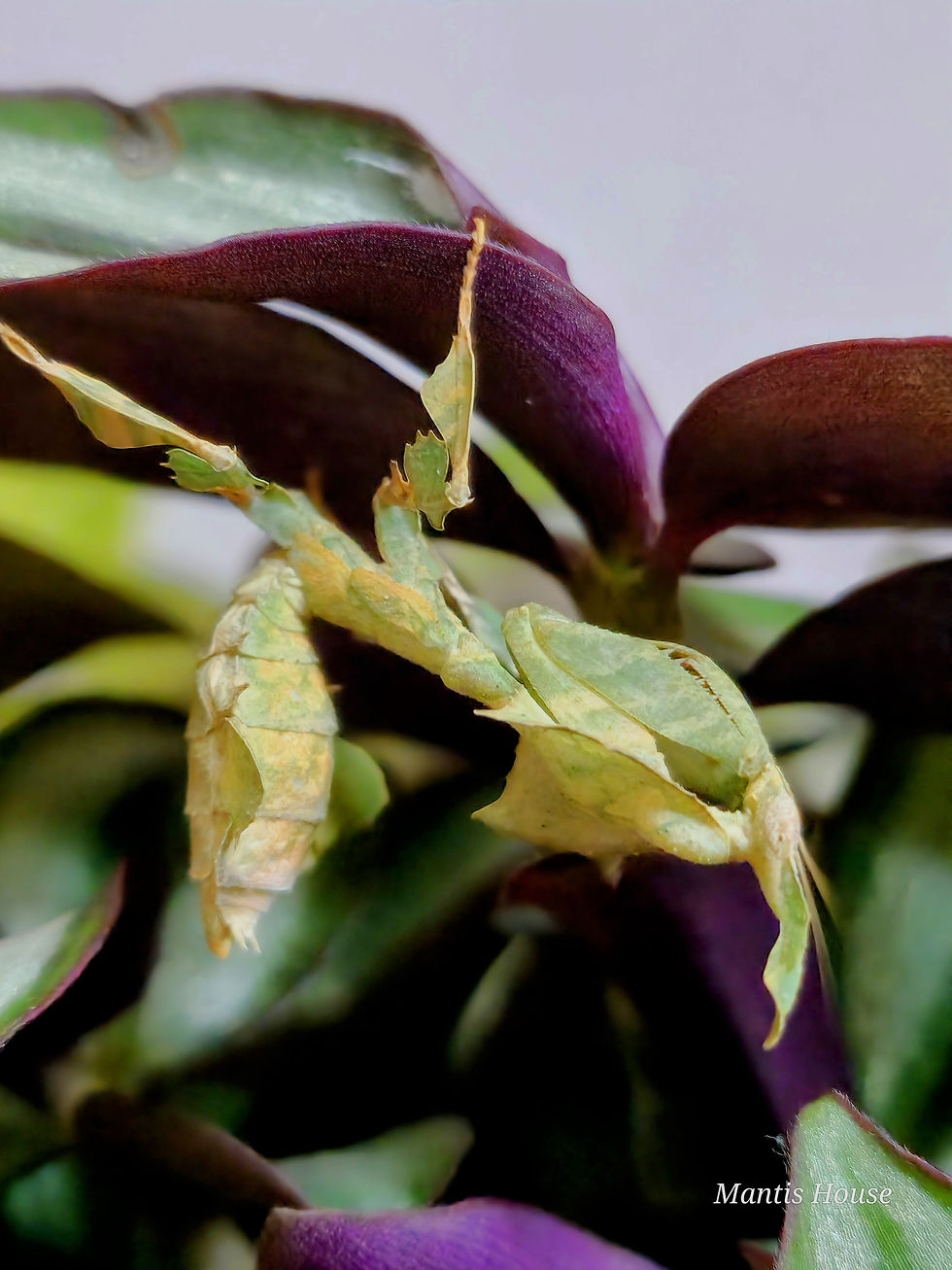 Thumbnail: Phyllocrania Paradoxa - Ghost Mantis