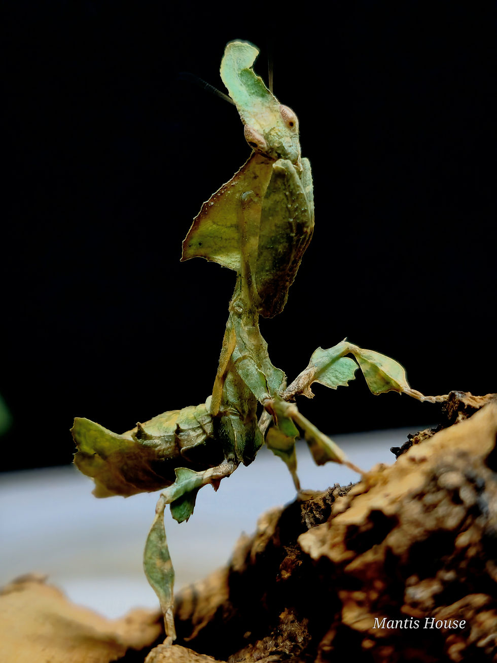 Thumbnail: Phyllocrania Paradoxa - Ghost Mantis