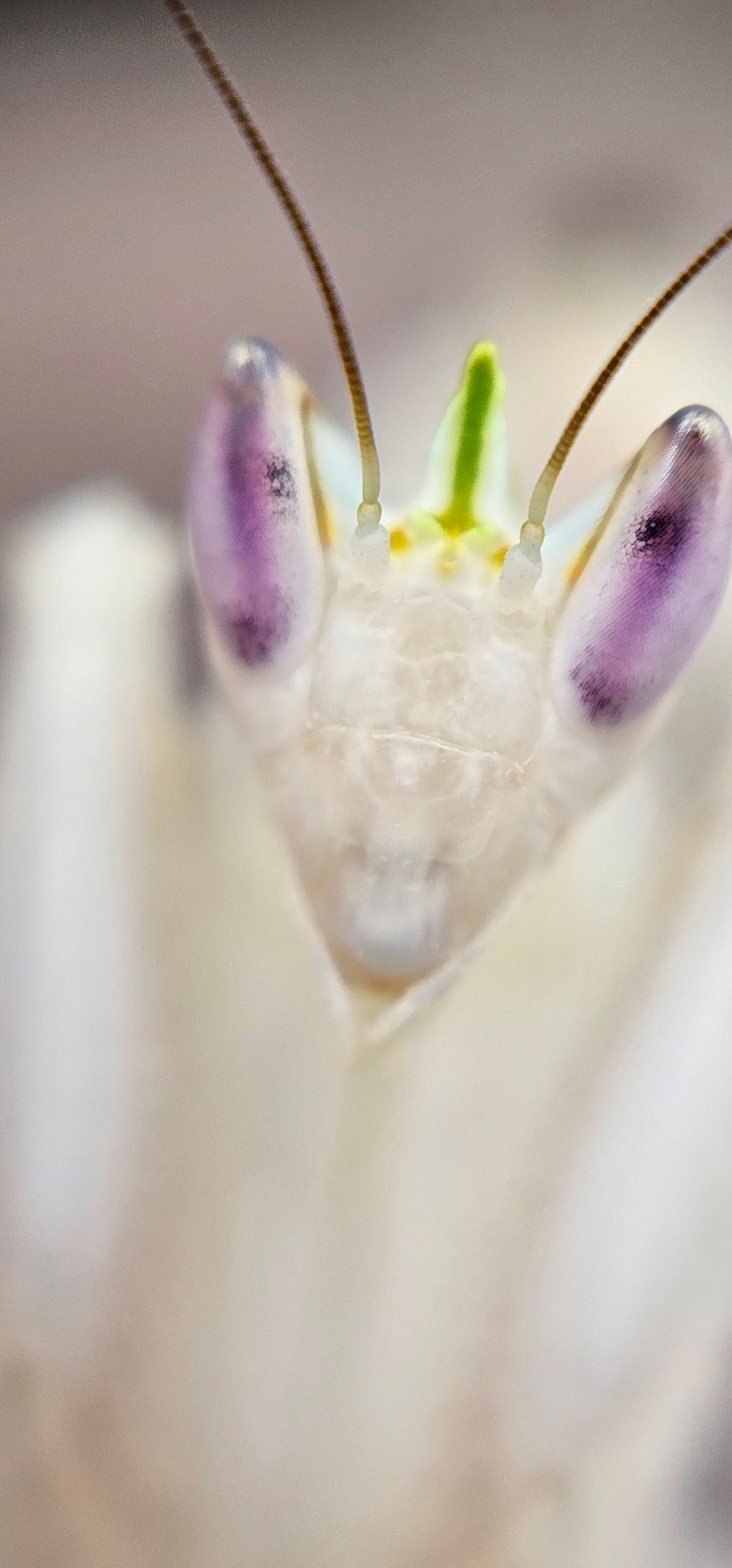 Thumbnail: Beautiful Orchid Mantis available at Mantis House