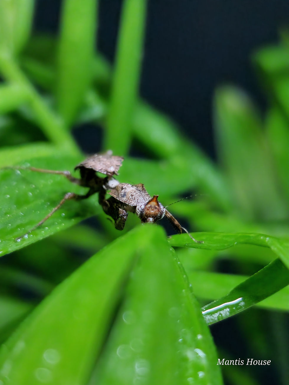 Parablepharis kuhlii - Vietnamese Ghost Mantis