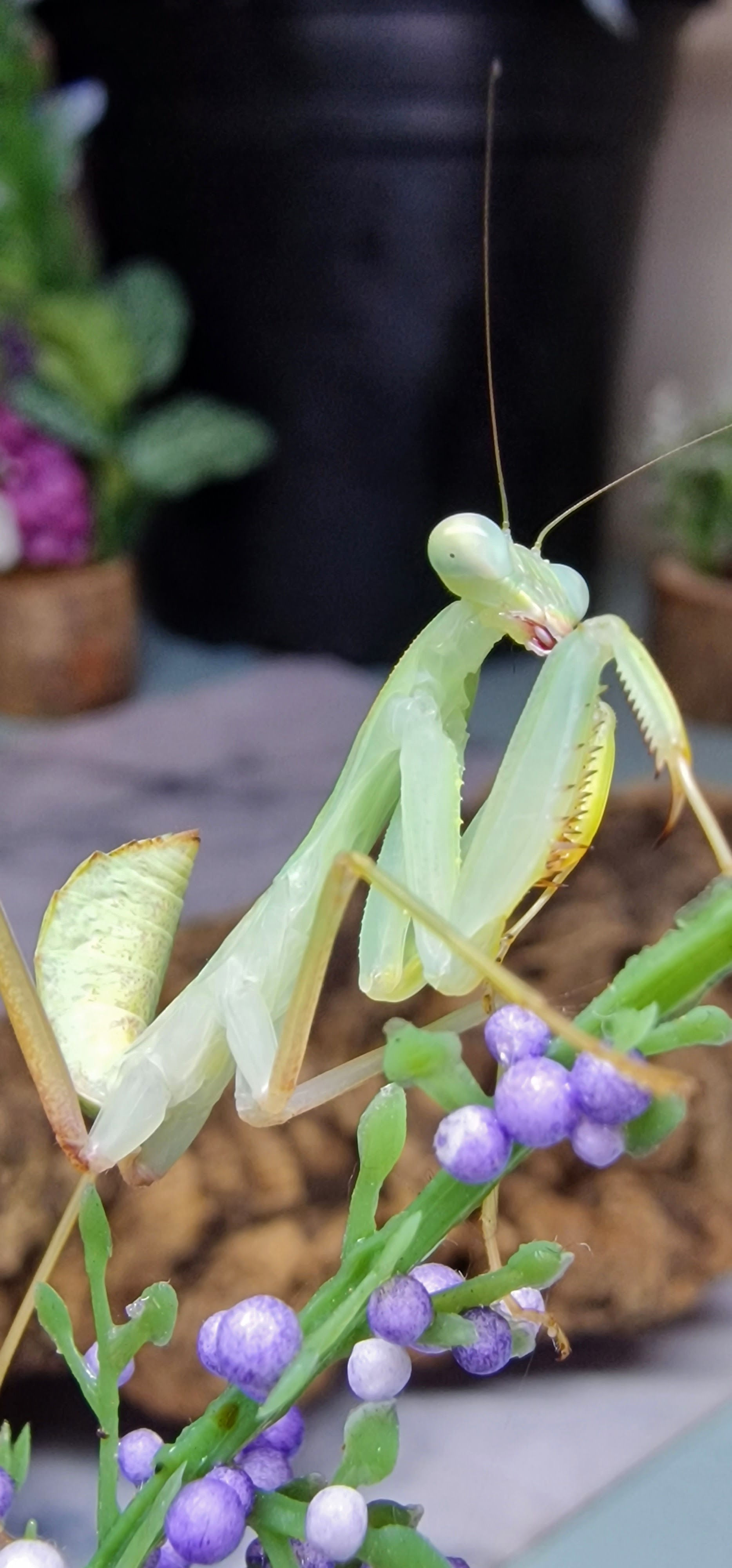 Sphodromantis Cf Gastrica