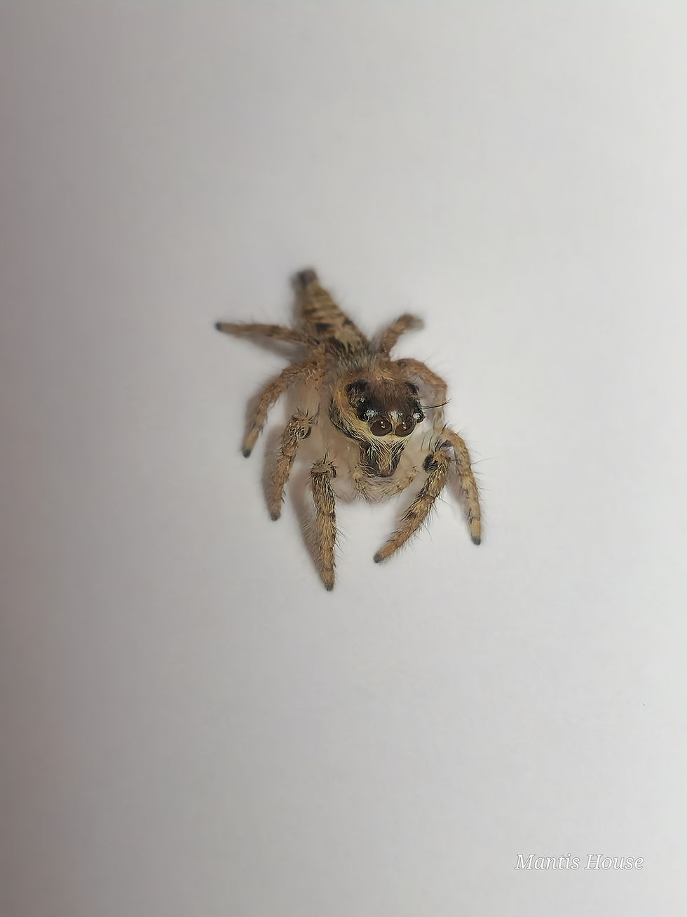 Thumbnail: Hyllus Semicupreus - Jumping Spider