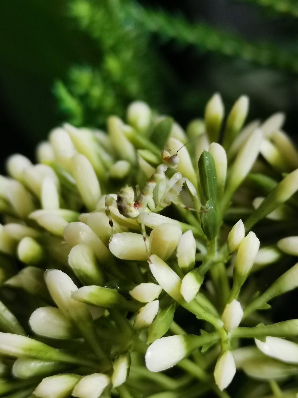 Thumbnail: Theopropus Elegans - Banded Flower Mantis