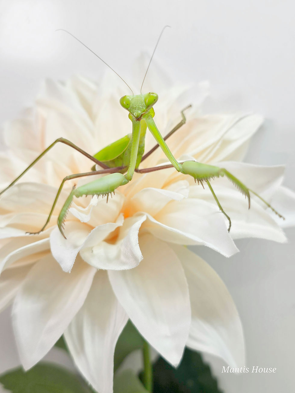 Thumbnail: Hierodula Membranacea - Giant Asian Mantis