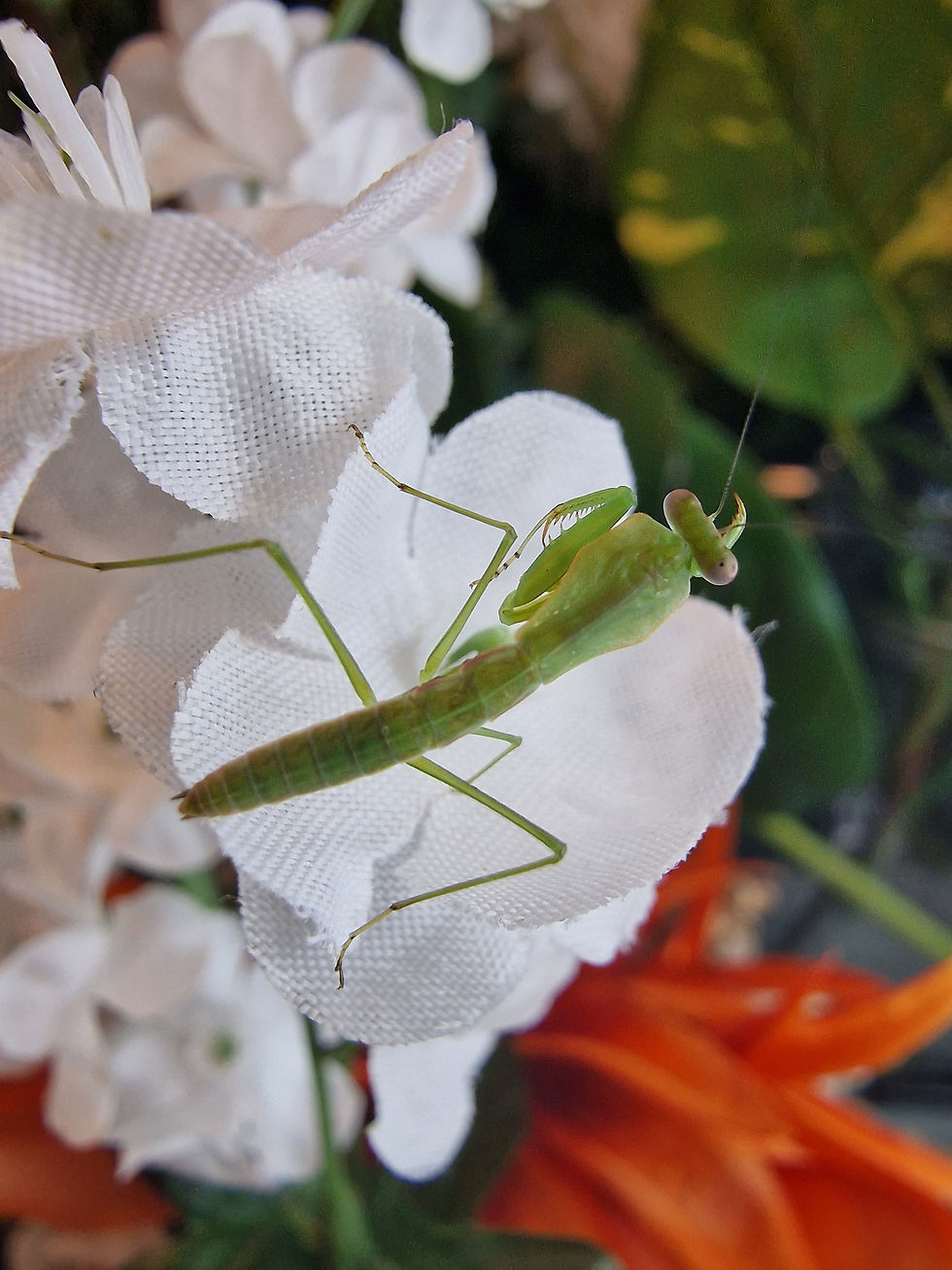 Thumbnail: Choeradodis Stalli - Tropical Shield Mantis - Hooded Mantis