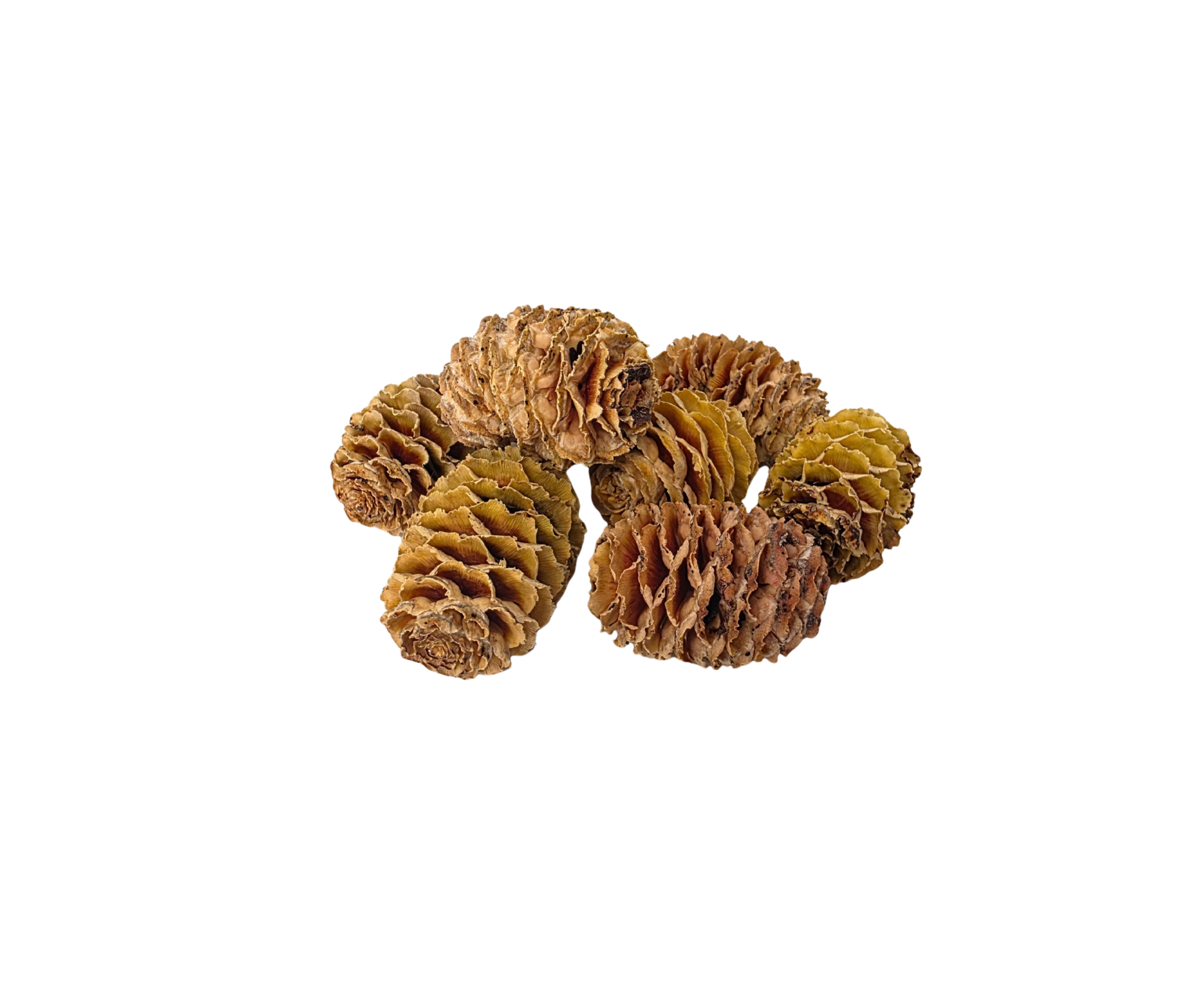 Layered Cones – Pack of 3