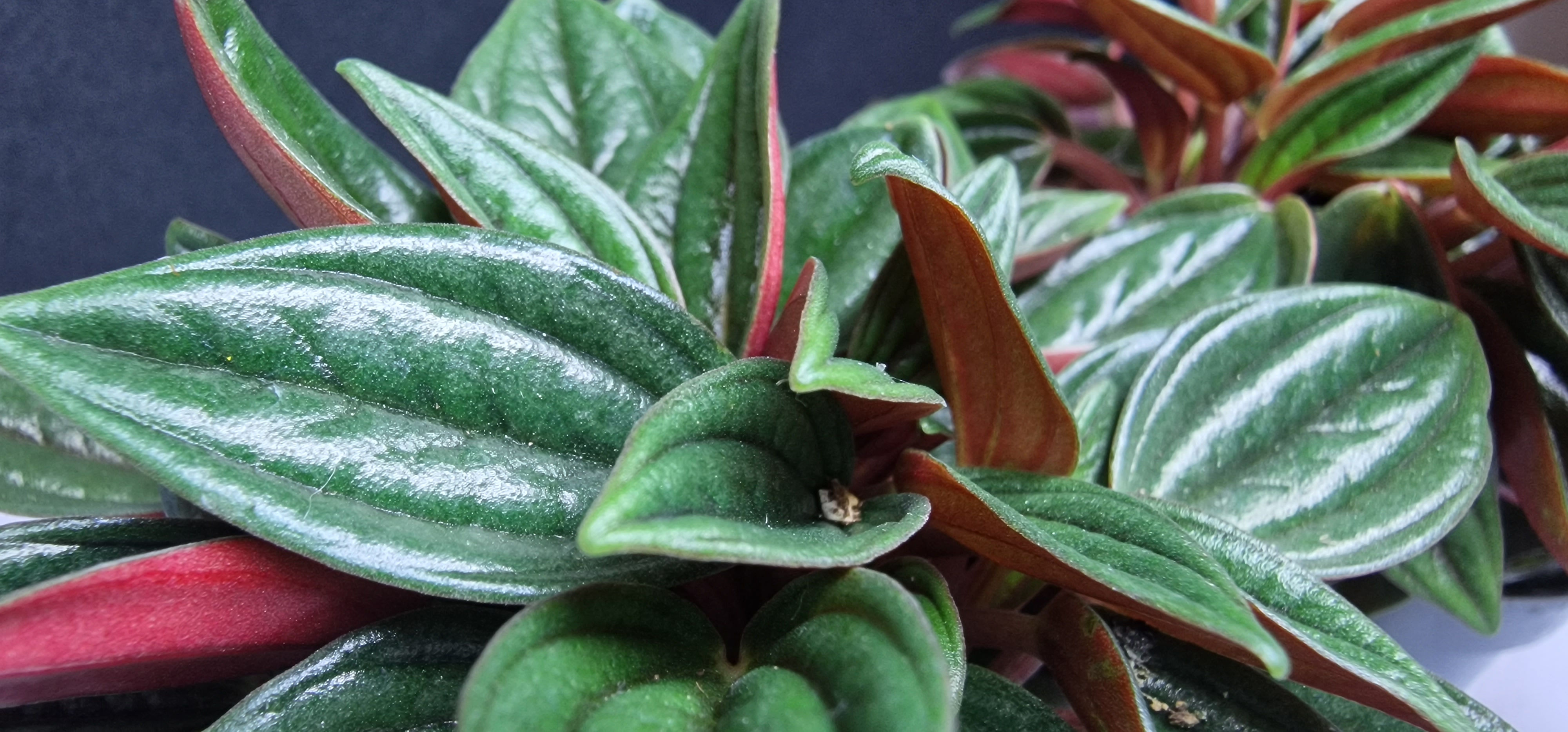 Peperomia Caperata