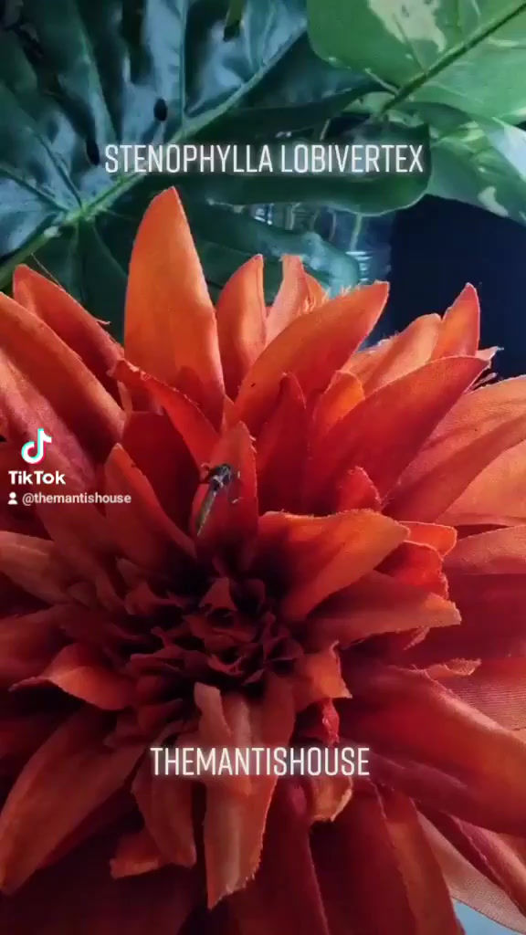 Thumbnail: Stenophylla Lobivertex - Dragon Mantis