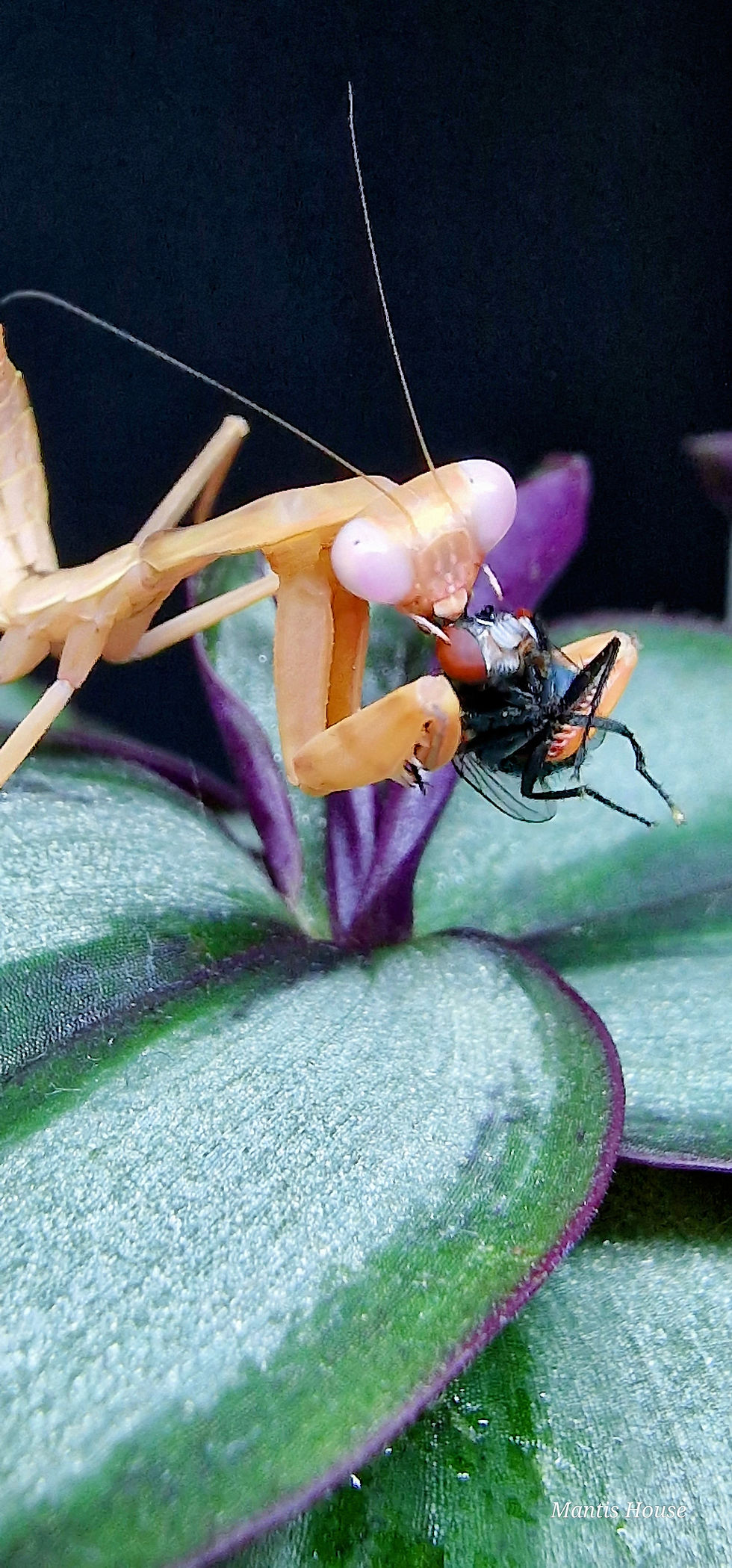 Thumbnail: Rhombodera kirbyi - Shield Mantis