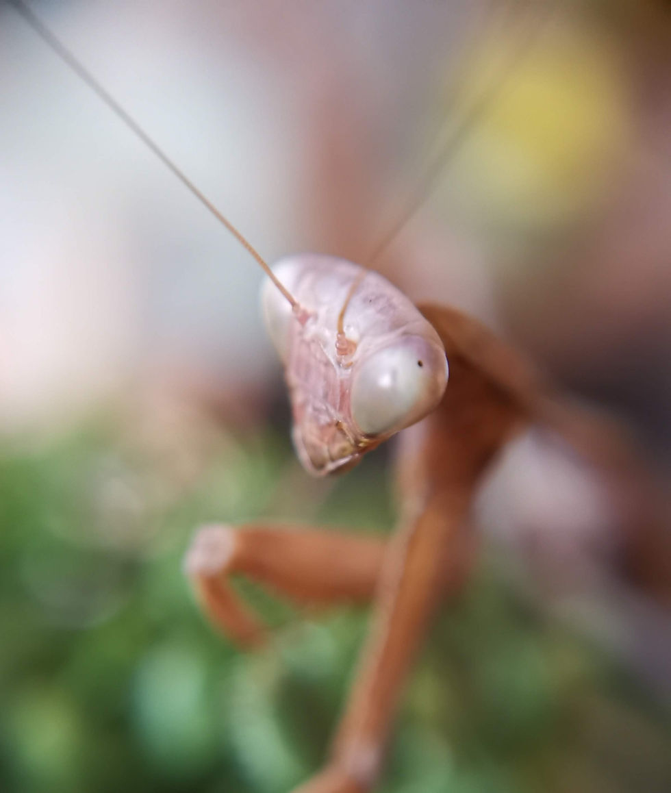 Thumbnail: Hierodula Membranacea - Giant Asian Mantis