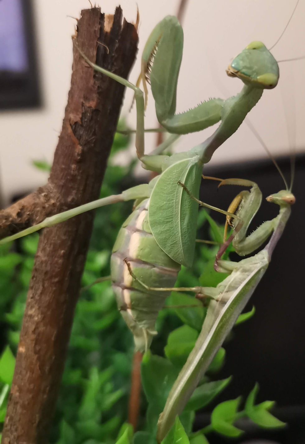 Thumbnail: Cilnia Humeralis - Wide Arm Mantis