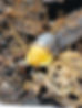 Cubaris sp Rubber Ducky
