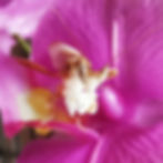 Thumbnail: Beautiful Orchid Mantis available at Mantis House