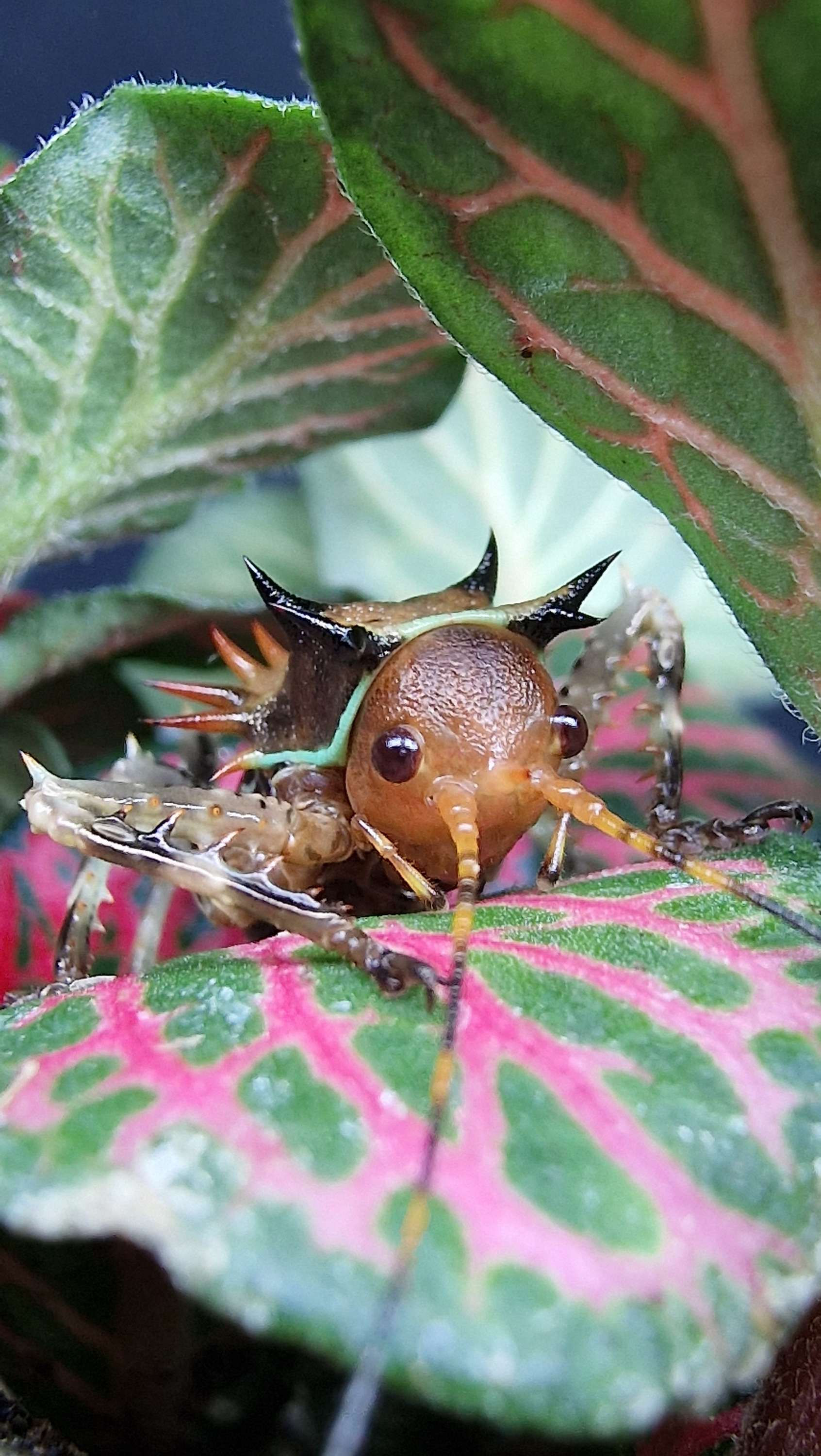 Cosmoderus Femoralis - Armoured Fighter Cricket