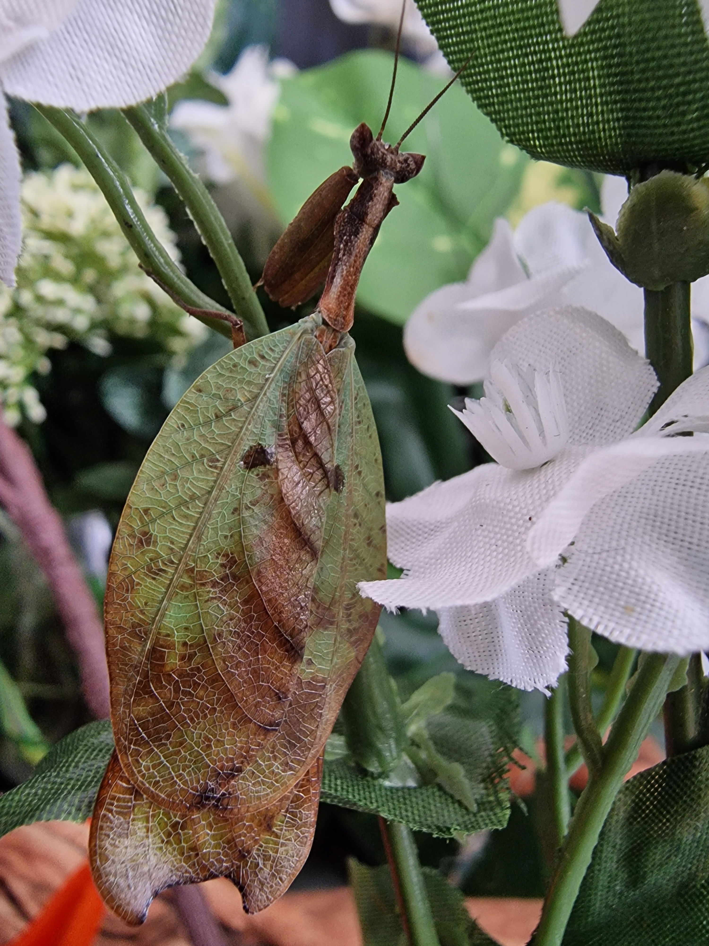Metilia Brunnerii - Dead Leaf