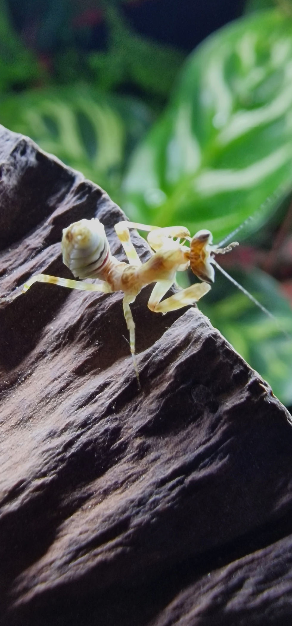 Thumbnail: Creobroter Gemmatus - Jewelled Flower Mantis