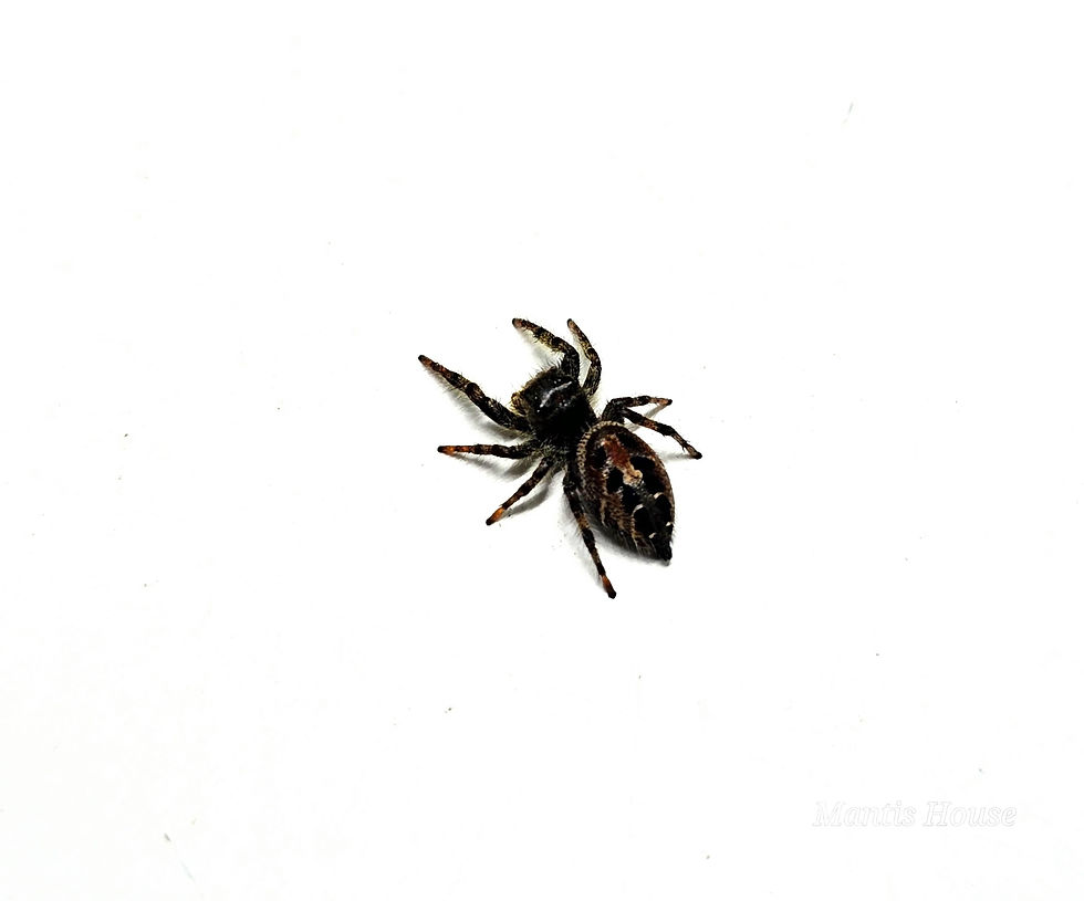 Thumbnail: Phidippus Adumbratus