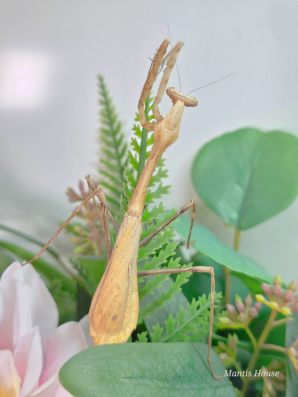 Thumbnail: Pseudempusa Pinnapavonis - Peacock Mantis