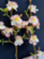 Thumbnail: White Blossom Branch