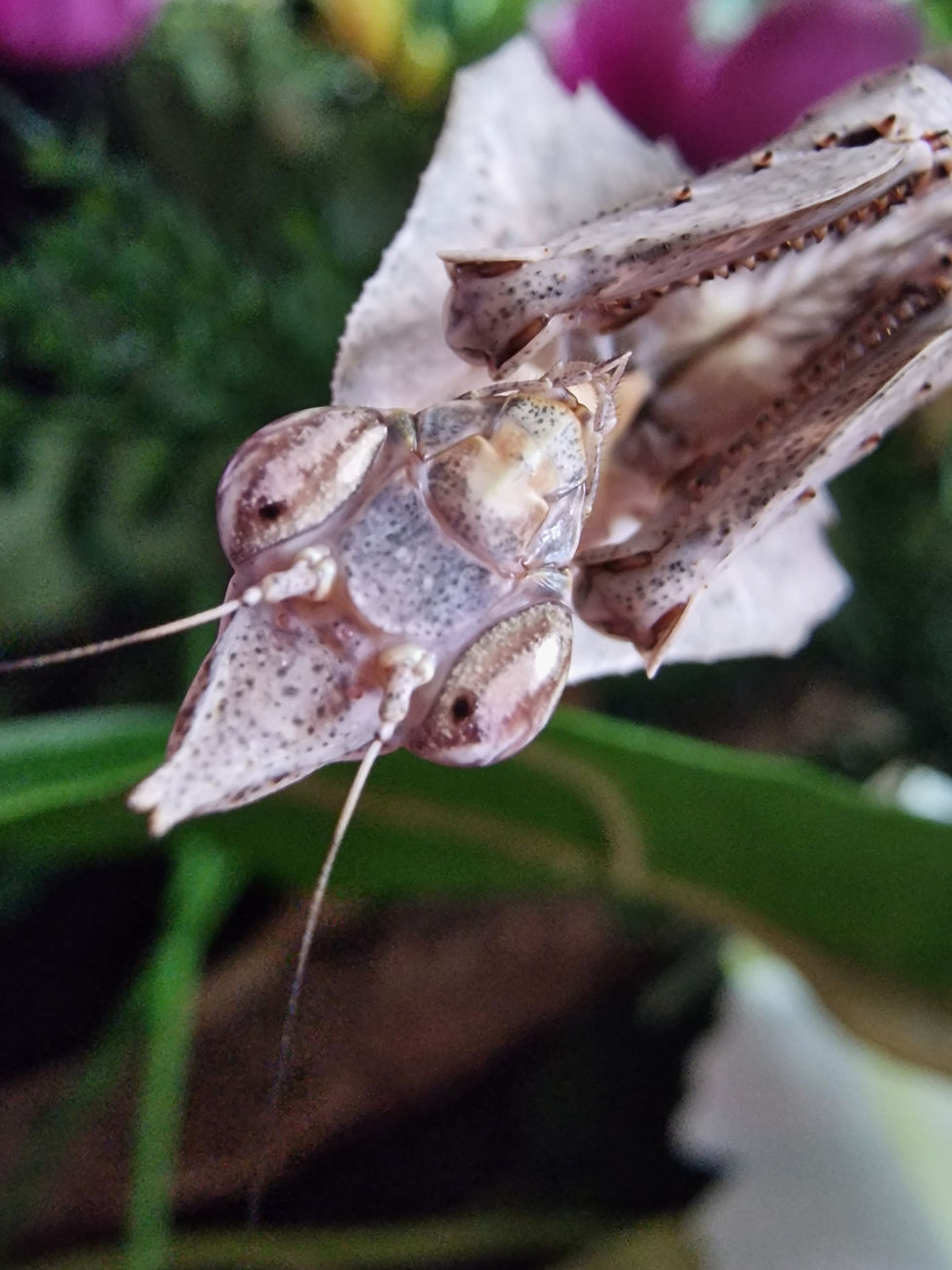 Thumbnail: Parablepharis kuhlii - Vietnamese Ghost Mantis