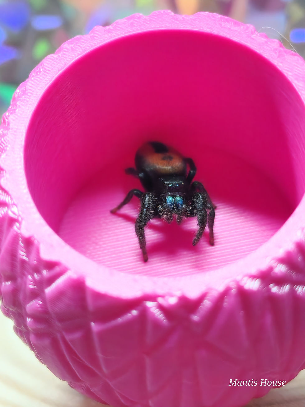 Thumbnail: Phidippus Ardens