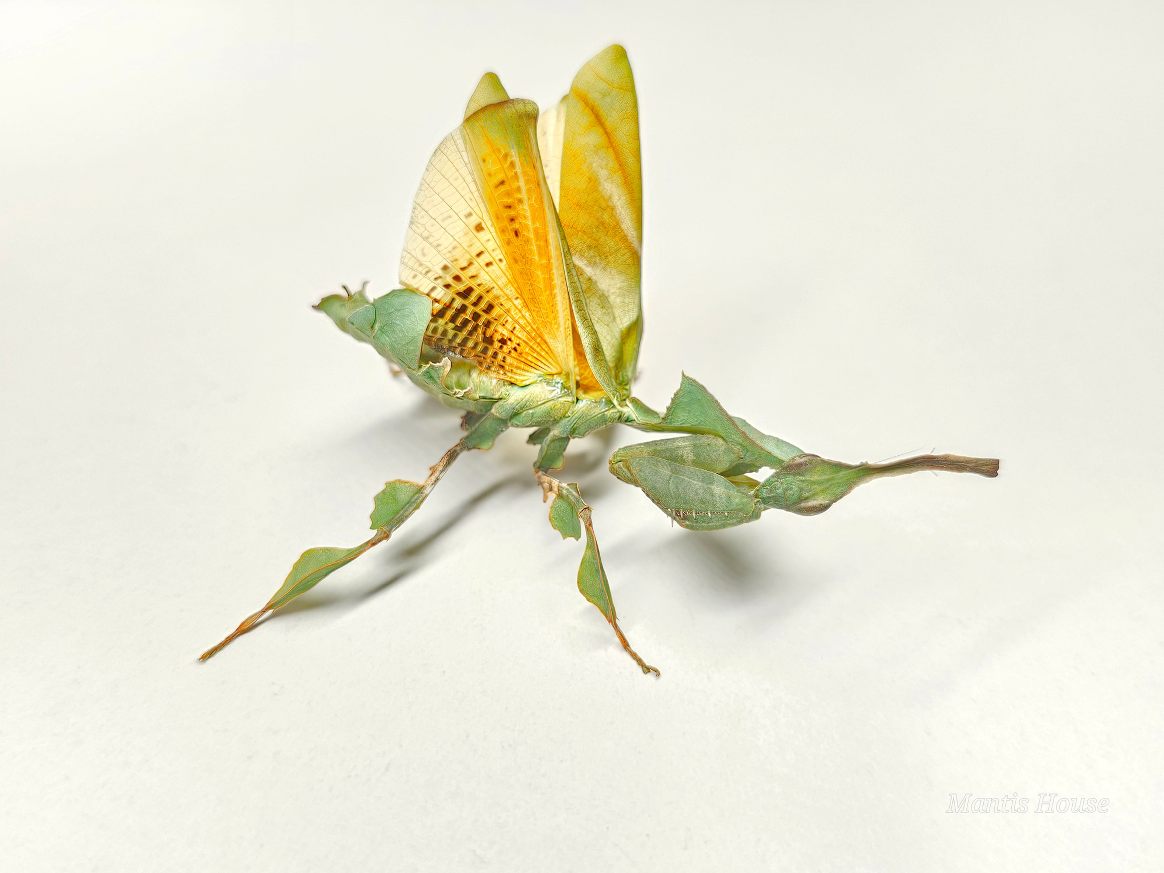 Phyllocrania Paradoxa - Ghost Mantis