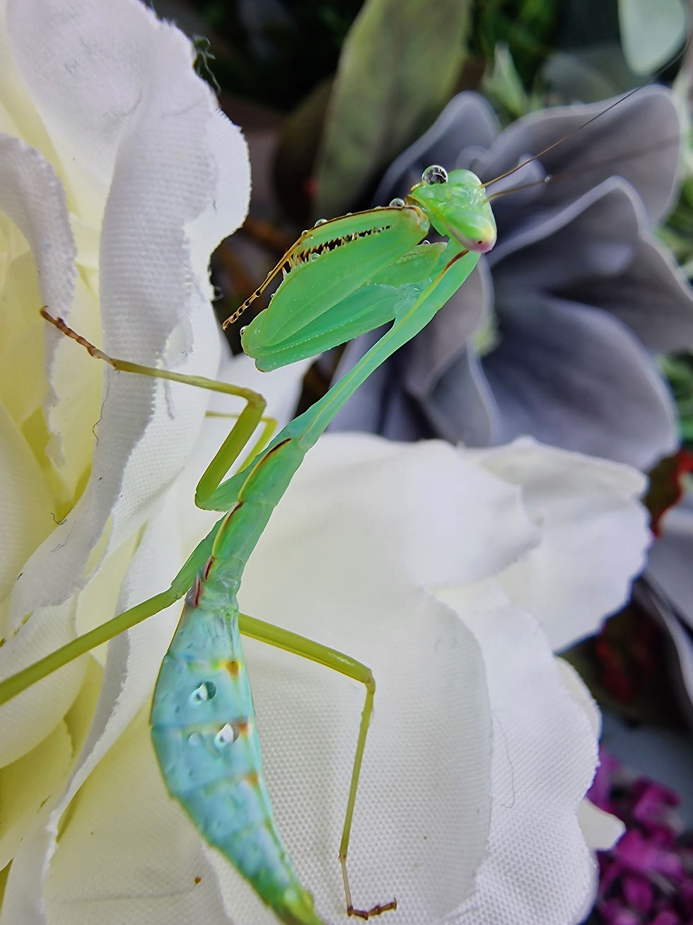 Thumbnail: Macromantis Hyalina - Giant Amazonian Leaf Mantis