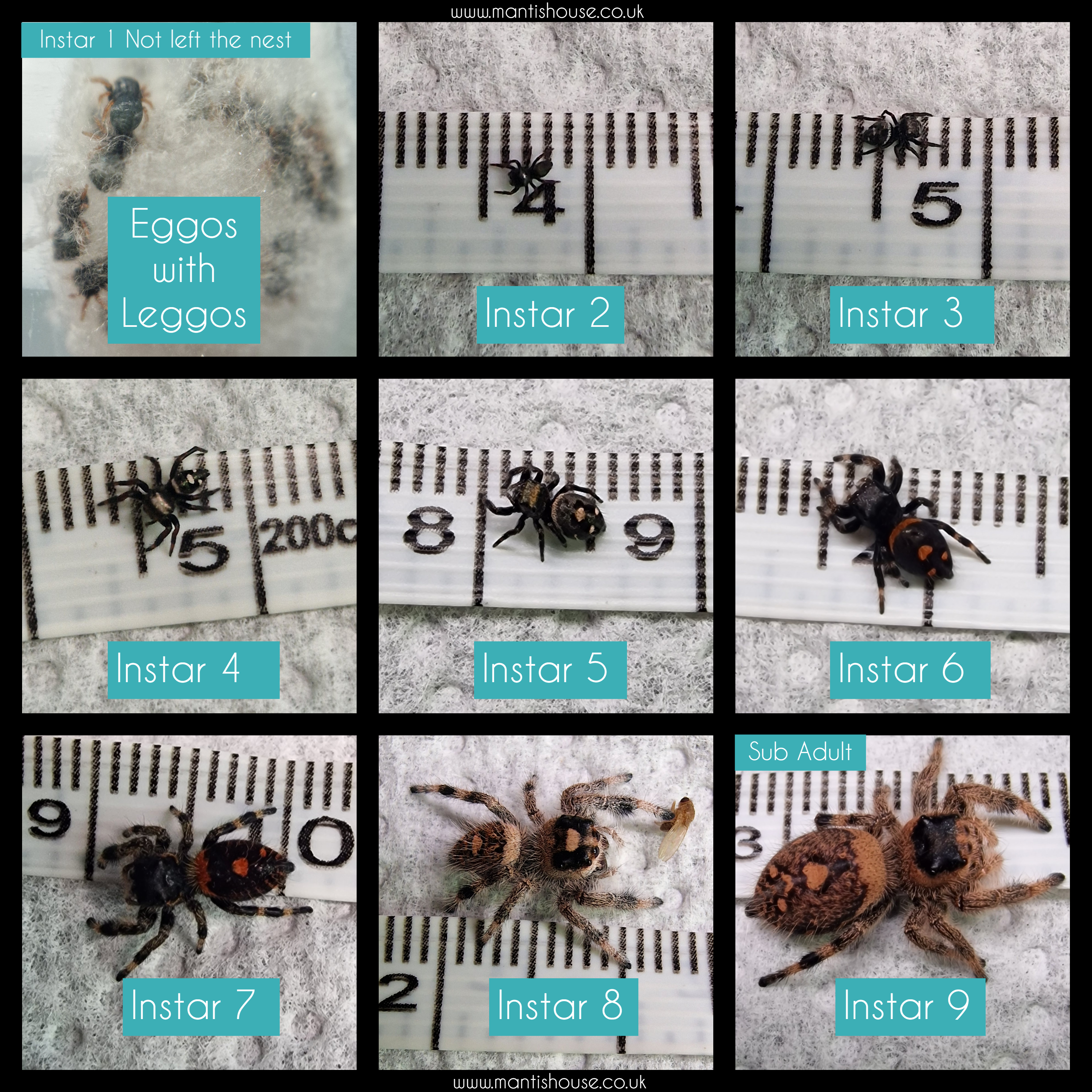 Tracking the development of an egg sac.