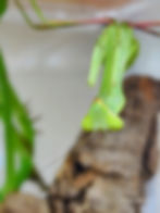 Thumbnail: MH Mantis Bundle