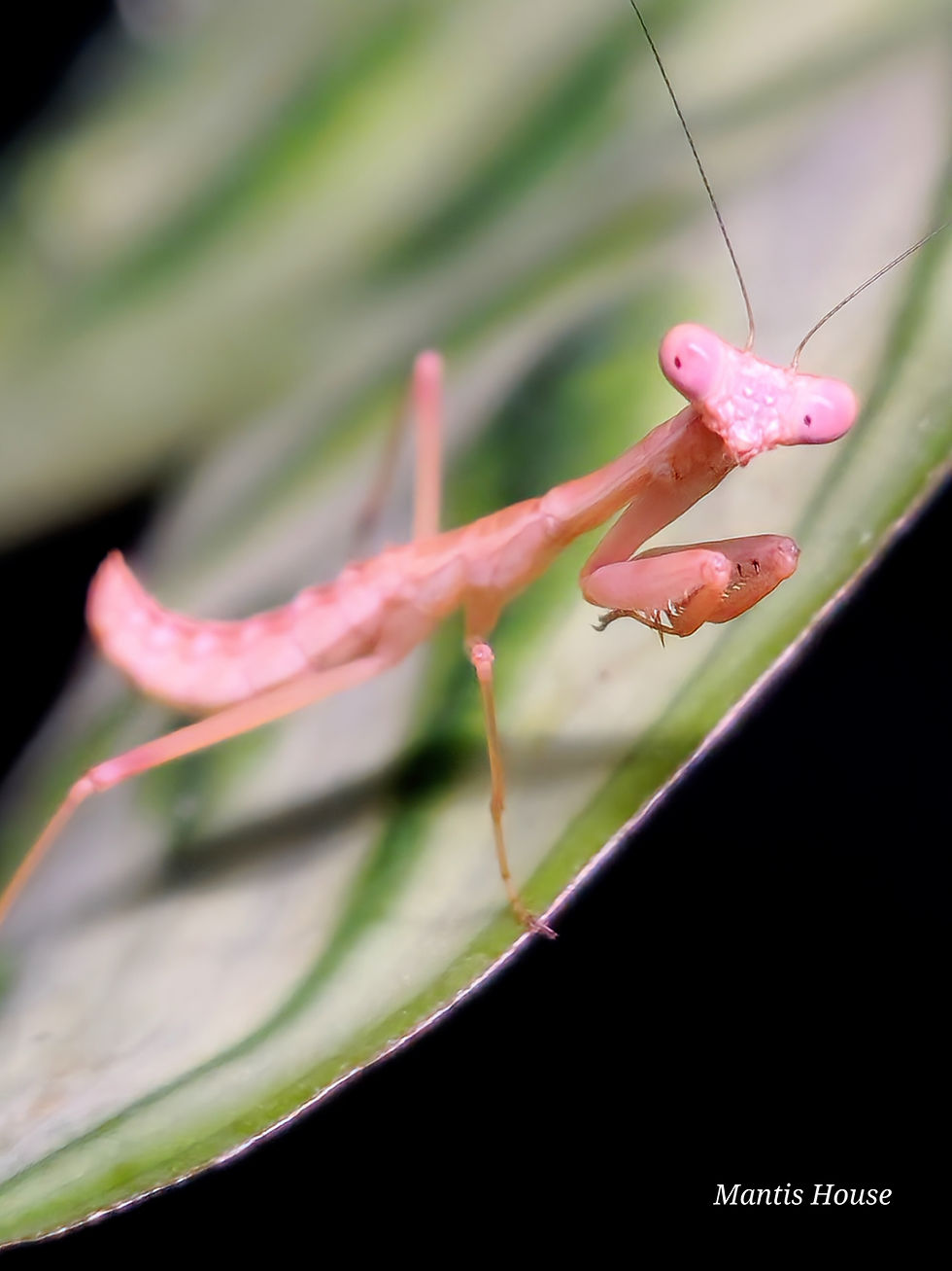 Thumbnail: Camelomantis Sp - Asian Leaf