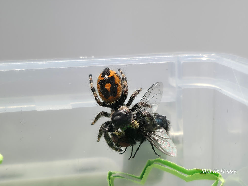 Thumbnail: Phidippus Audax Bryante Lucky Dip